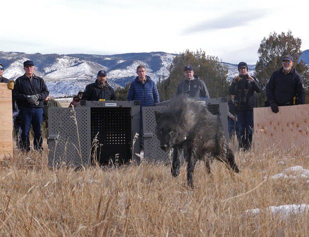 Colorado Parks and Wildlife release wolf 2302-OR, one of five gray wolves
